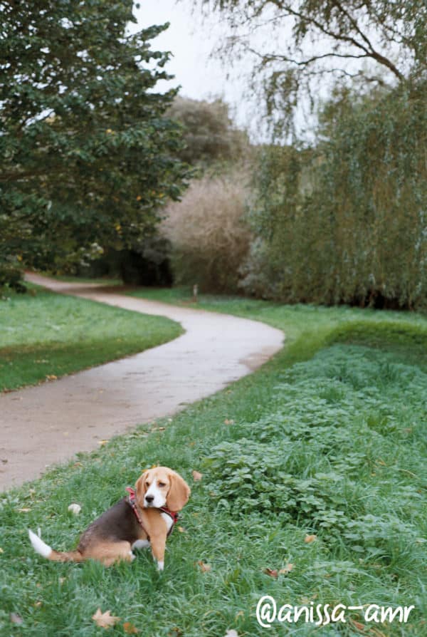 KodaK ColorPlus 200ISO