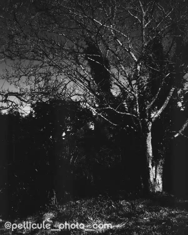 Film Washi E 3 ISO