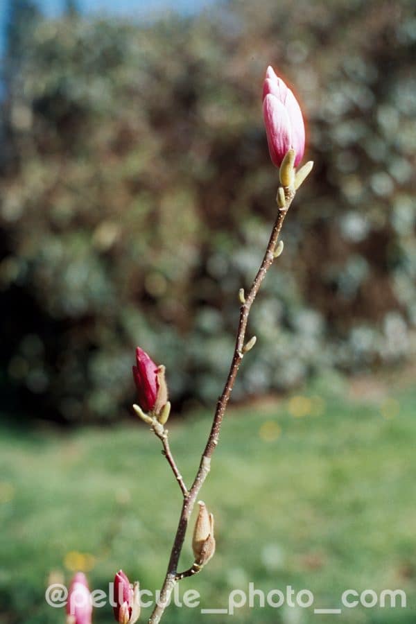 4Hundred film couleur 400ISO