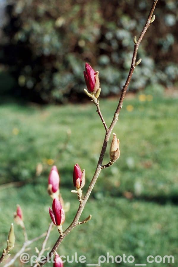 4Hundred film couleur 400ISO