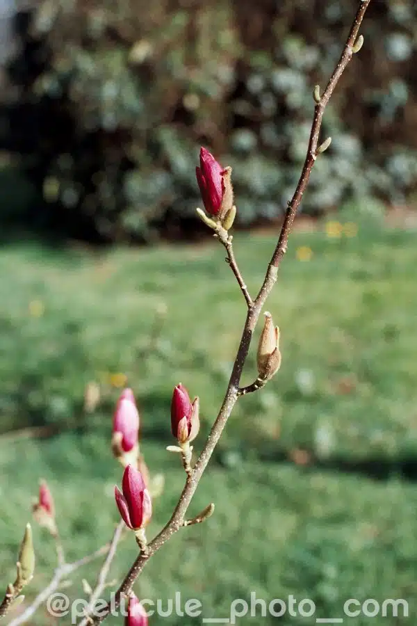 4Hundred film couleur 400ISO