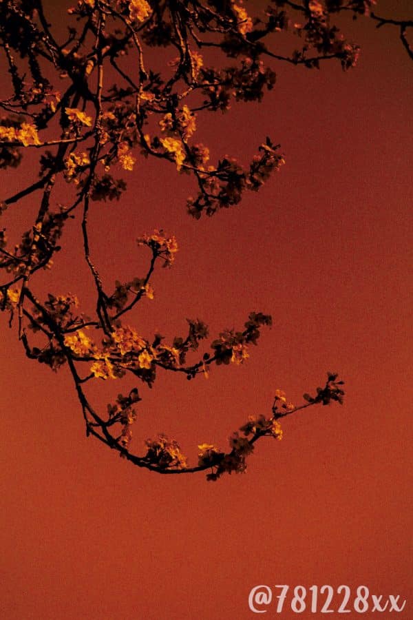 Film Redscale Harman RED 36 poses 125 ISO