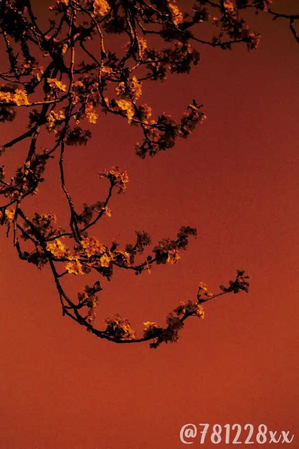 Film Redscale Harman RED 36 poses 125 ISO