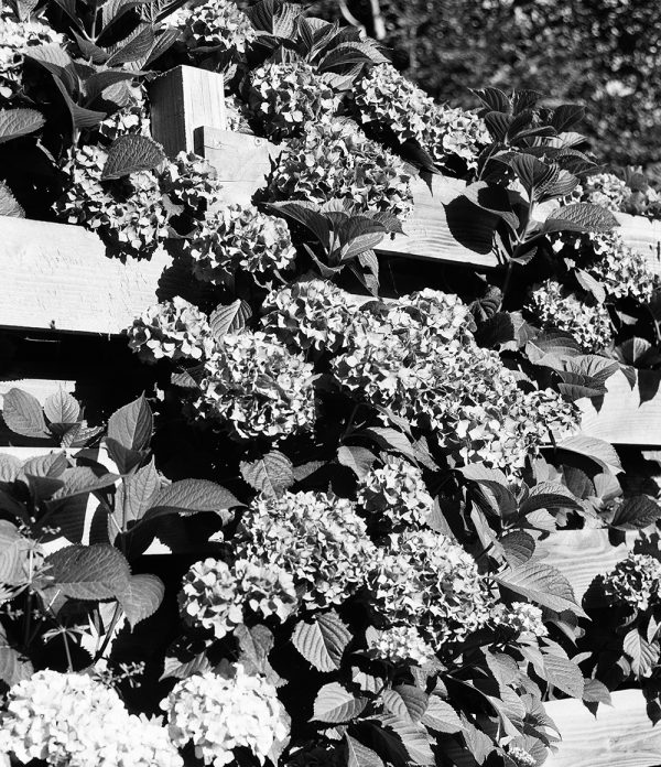 Kentmere pan 100 film noir et blanc 100 ISO
