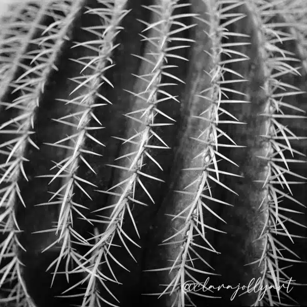 Ilford XP2 format 120