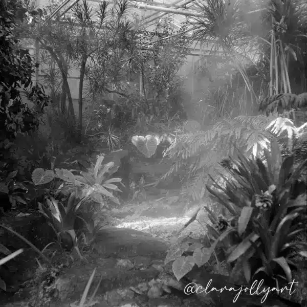 Ilford XP2 format 120