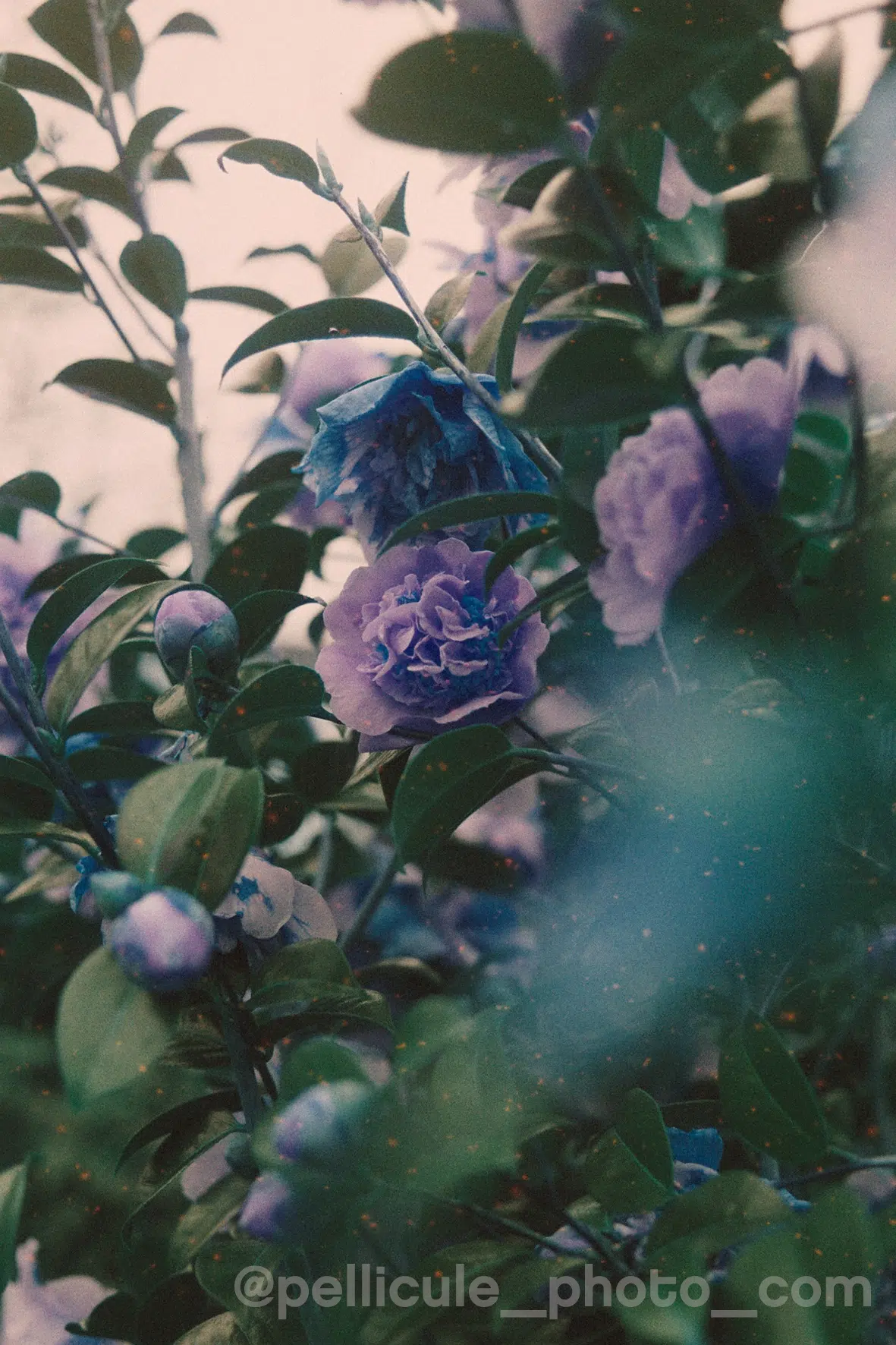 Film créatif couleur Harman Azure 125 ISO