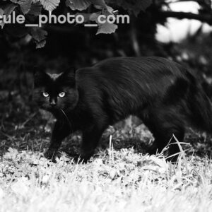 Kosmo Foto Mono 100