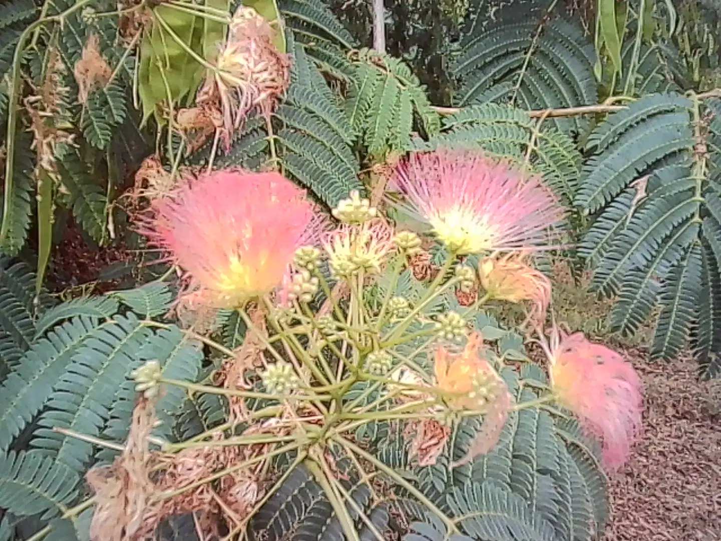 Kodak Charmera