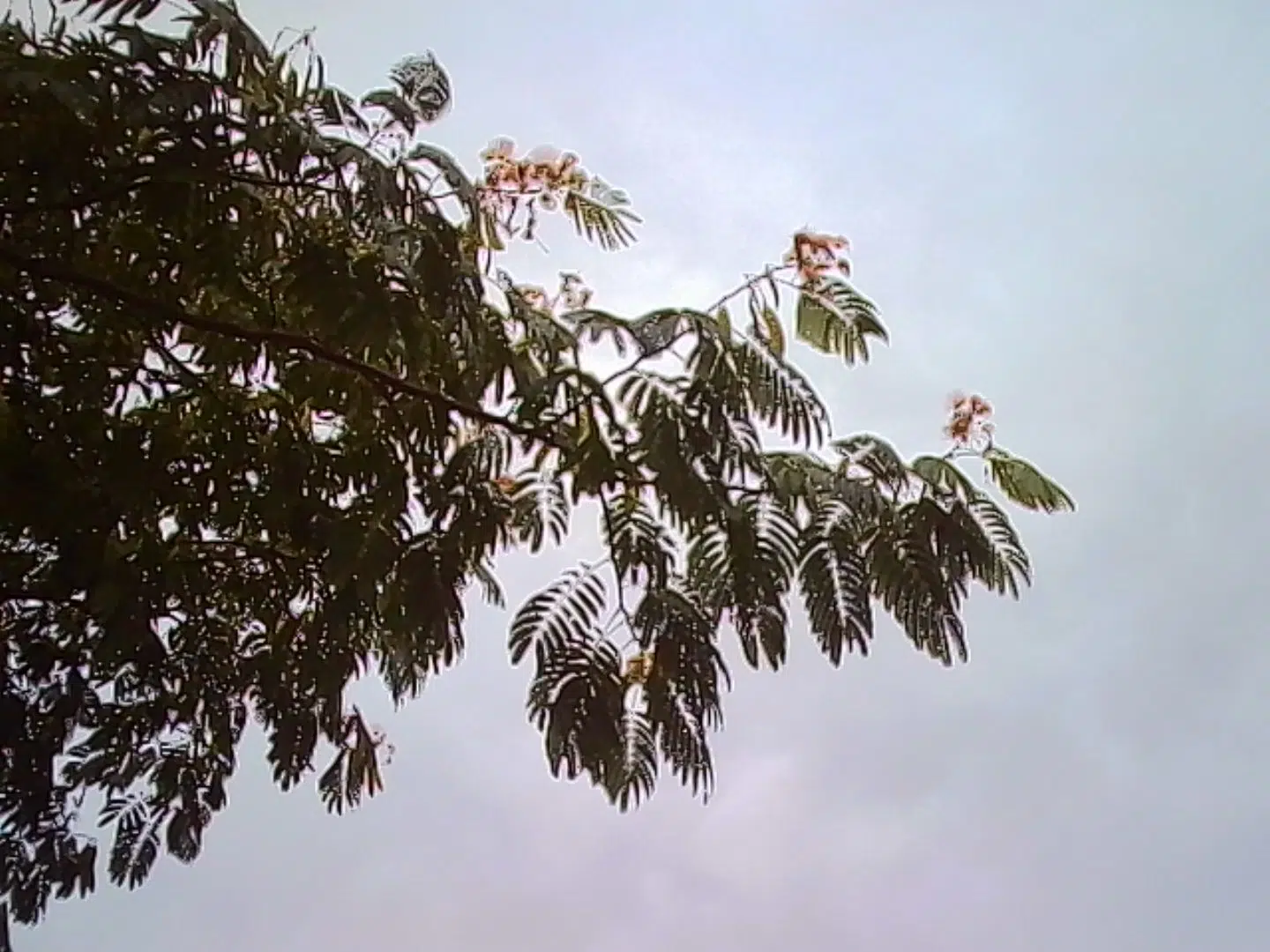 Kodak Charmera