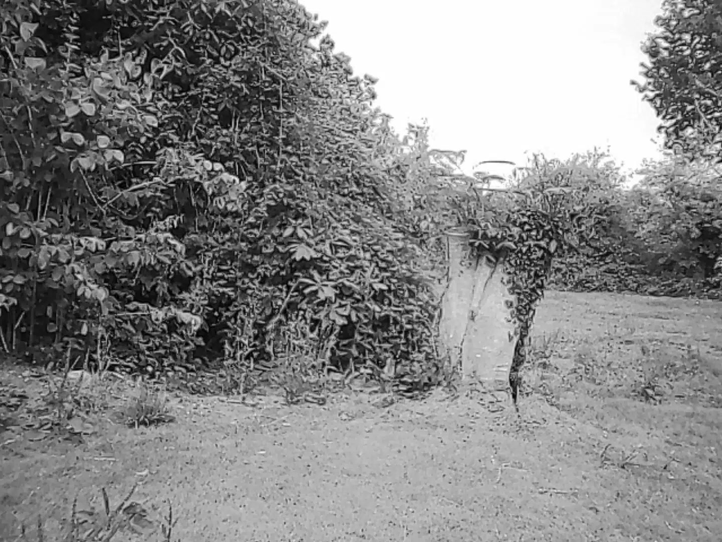 Kodak Charmera