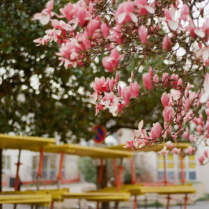 Kodak Proimage 100 ISO Clara Jolly